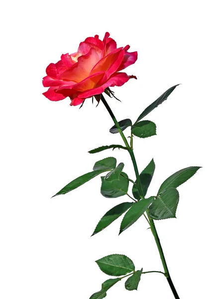 Dieprode rose bloem geïsoleerd — Stockfoto