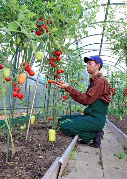 Trabalhador que processa os arbustos de tomates na estufa — Fotografia de Stock