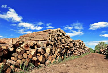 Logs in the logging
