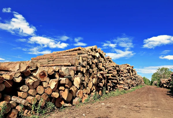 Logs in the logging — Stok fotoğraf