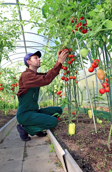 Рабочий обрабатывает кусты помидоров в теплице — стоковое фото