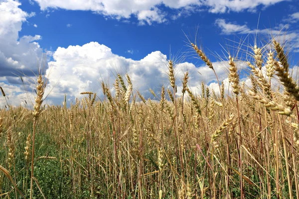 Mature wheat ears — Stock Photo, Image
