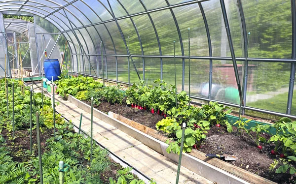 Growing vegetables in greenhouses — Stock Photo, Image