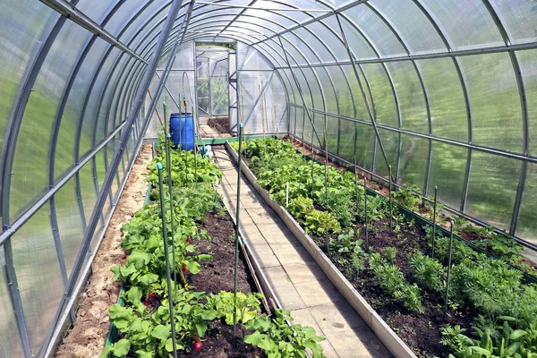 Cultivo de vegetais em estufas — Fotografia de Stock