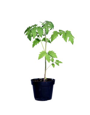 İzole genç domates Filiz