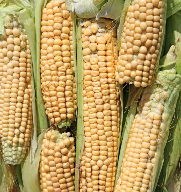 arka planını taze sarı mısır koçanı