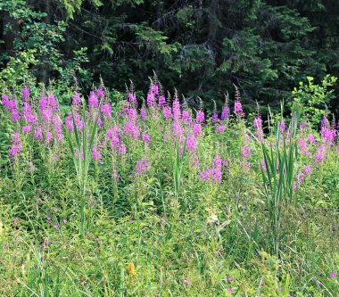 Çiçek açan çiçekler fireweed 