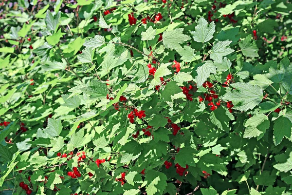 Fond de feuilles et de baies groseille rouge — Photo