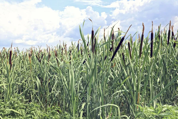 Overgrown with reeds swamp — Stock Photo, Image