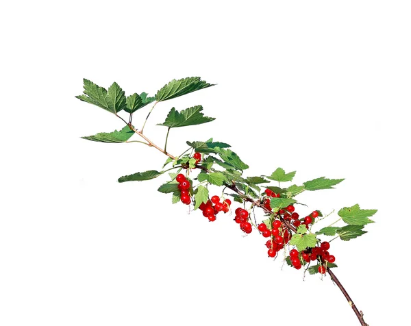 Branch with leaves and berries red currant — Stock Photo, Image