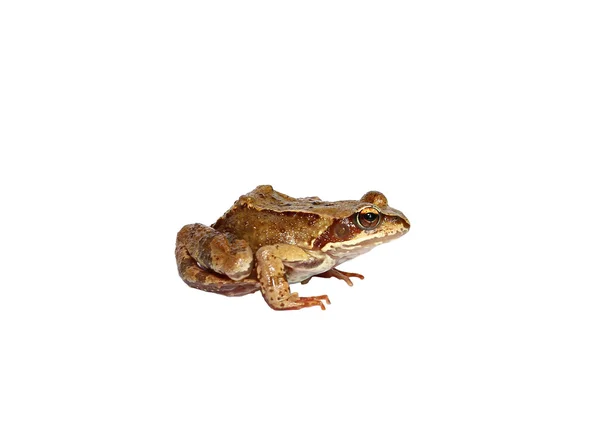 Hnědá žába izolovaná — Stock fotografie