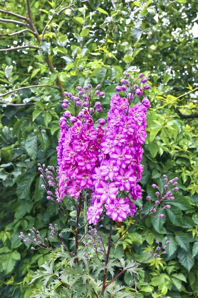 High inflorescence of pink delphinium flowers — Stock Photo, Image