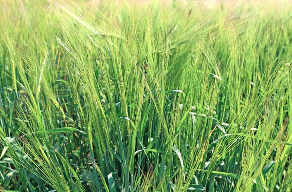 Young green rye ears — Stock Photo, Image