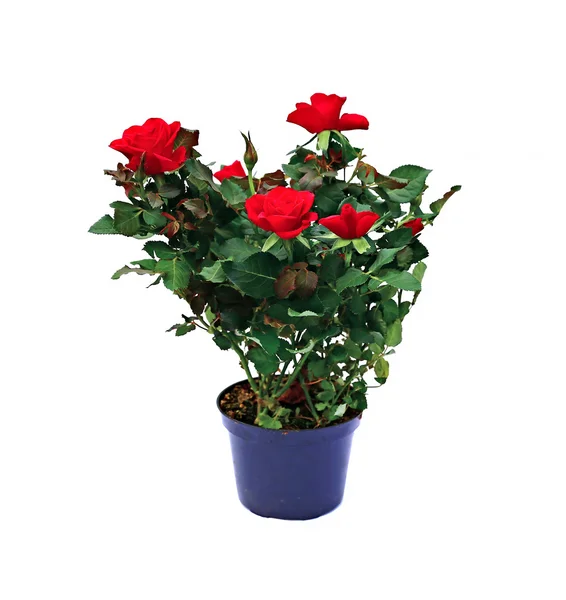 Rosa blomma — Stockfoto