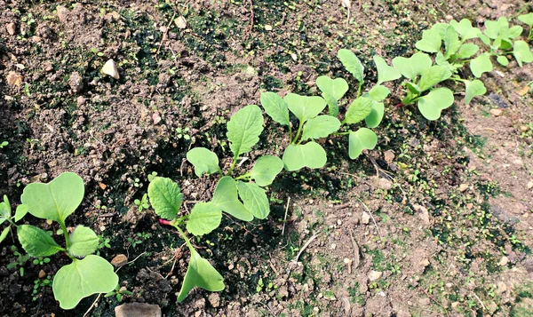 Unga Rädisa plantor — Stockfoto