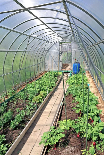 Growing vegetables in greenhouses Stock Image