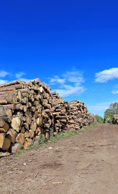 Logs in the logging