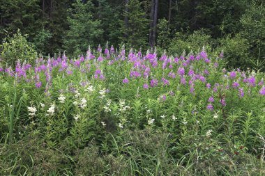 Çiçek açan çiçekler fireweed