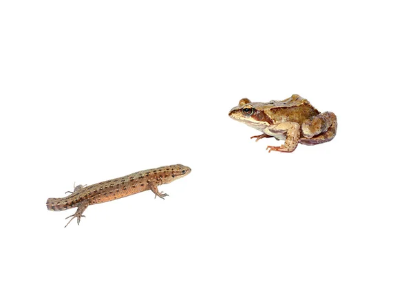 Żaba i bezogonowy jaszczurka na białym tle — Zdjęcie stockowe