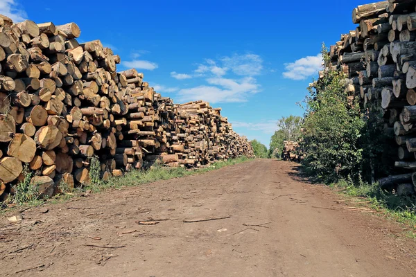 Logs in the logging — Stock Photo, Image