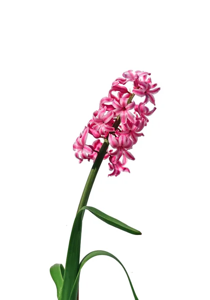 Flower of pink hyacinth isolated — Stock Photo, Image