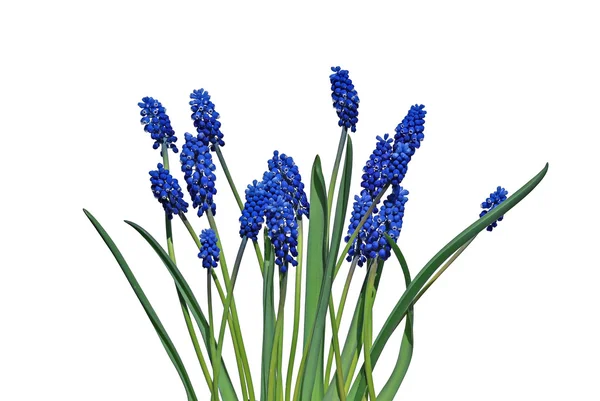 Blå muscari blommor isolerade — Stockfoto