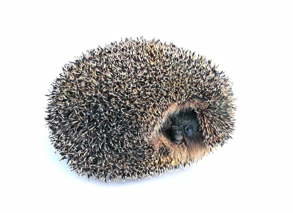 Little forest hedgehog lying on his back isolated — Stock Photo, Image