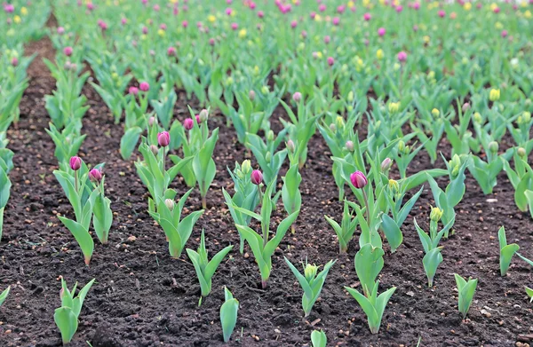 Blossoming lilac and yellow tulips — Stock Photo, Image