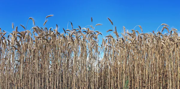 Reife Weizenähren — Stockfoto