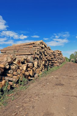 Logs in the logging