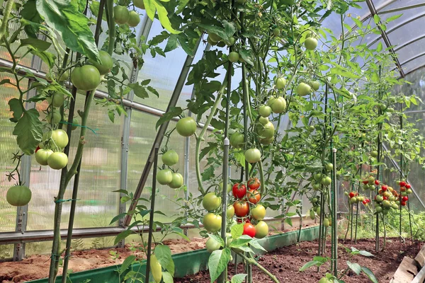 Punaiset ja vihreät tomaatit kypsyvät pensaassa kasvihuoneessa — kuvapankkivalokuva