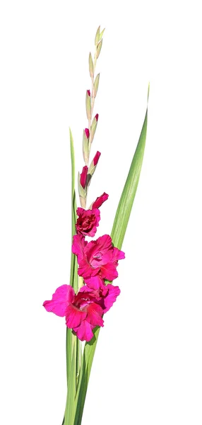 Red gladiolus flower isolated — Stock Photo, Image