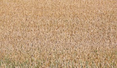 Olgun buğday kulaklar