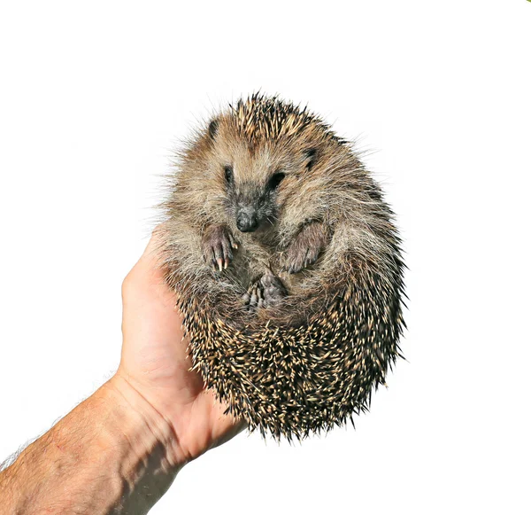 Foresta riccio selvatico nella mano isolato — Foto Stock