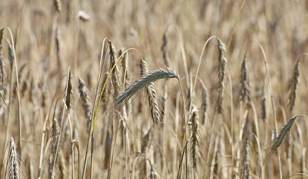 Hojas de trigo maduras — Foto de Stock
