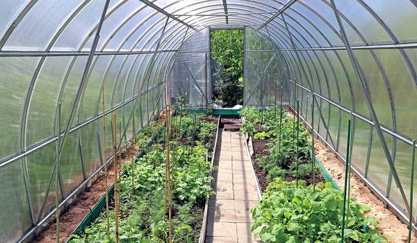 温室の成長する野菜 — ストック写真