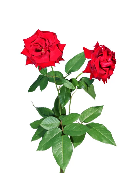 Dieprode rose bloem geïsoleerd — Stockfoto