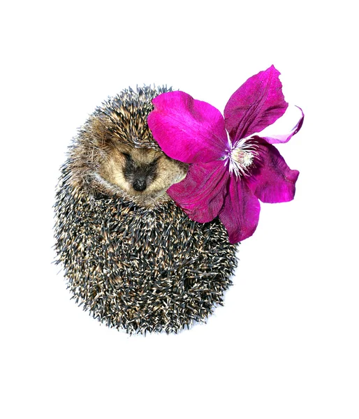 Forest wild Egel met bloem van clematis geïsoleerd — Stockfoto