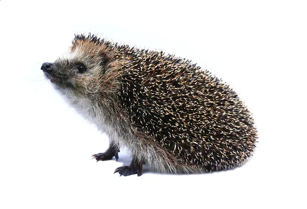 Kleine woud egel liggend op zijn rug geïsoleerd — Stockfoto