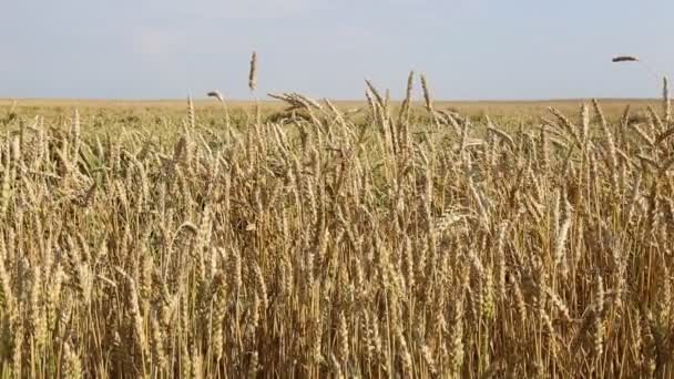 Зрілі Пшеничні колоски — стокове відео