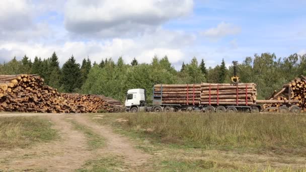 Colheita de toras de madeira em uma floresta na Rússia — Vídeo de Stock