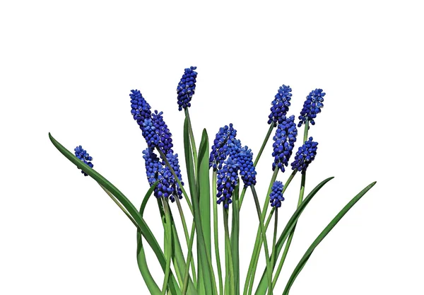 Blå muscari blommor isolerade — Stockfoto