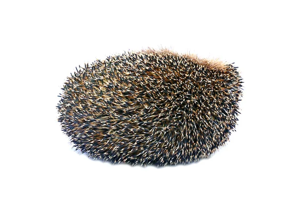 Little forest hedgehog lying on his back isolated — Stock Photo, Image