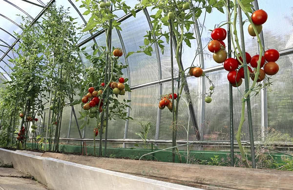 Rote und grüne Tomaten reifen am Strauch in einem Gewächshaus — Stockfoto