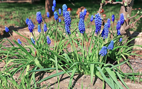 Blauwe muscari bloemen op een zonnige dag — Stockfoto
