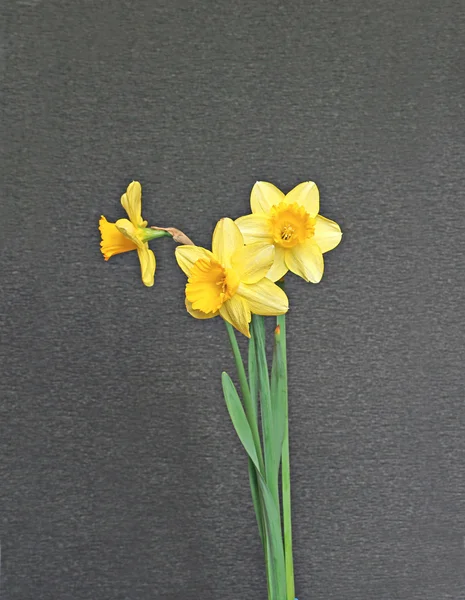3 노란 수 선화의 꽃다발 — 스톡 사진