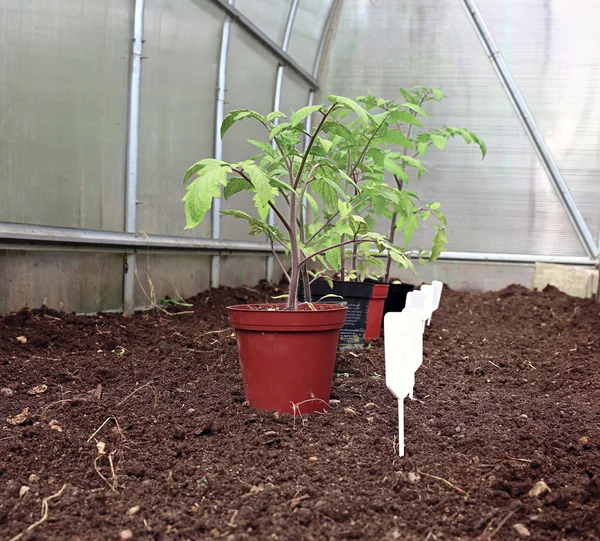 温室内のトマトの苗は — ストック写真