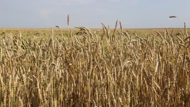 Mature wheat ears — Stock Video