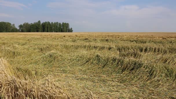 Зрілі Пшеничні колоски — стокове відео