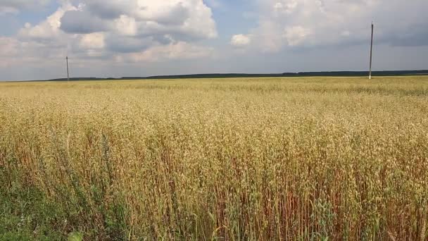 成熟した麦の耳 — ストック動画